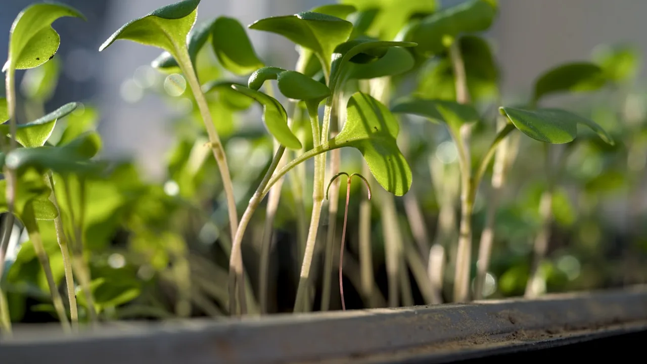 GrowerBuddy - Planting calendar & growing guides for home gardeners. Location-based planting calendar, beginner crop guides, garden problem fixes.
